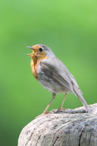 GERMANY BIRDS Banner