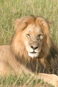 KENYA MAASAI MARA Banner