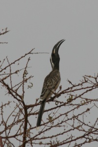 MALI BIRDS Banner