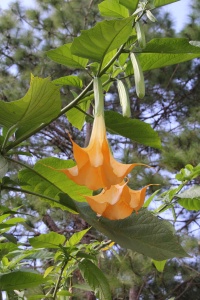 MYANMAR NATURE Banner