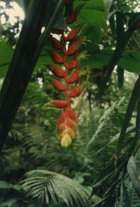 PERU NATURE Banner