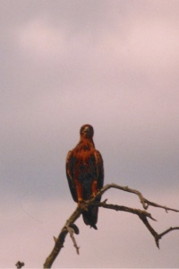 SOUTH AFRICA BIRDS Banner