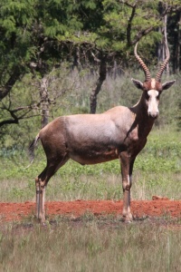 SWAZILAND NATURE Banner