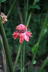 TRINIDAD NATURE Banner