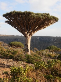 YEMEN NATURE Banner