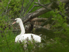 Mute Swan (Cygnus olor)