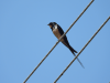 Barn Swallow (Hirundo rustica)