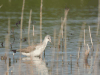 Common Greenshank (Tringa nebularia)