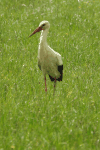 European White Stork (Ciconia ciconia ciconia)