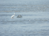 Western Little Egret (Egretta garzetta garzetta)