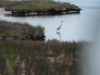 Great Egret (Ardea alba)