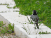 White Wagtail ssp. alba (Motacilla alba alba)