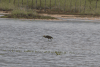 Egretta tricolor