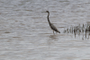 Egretta tricolor