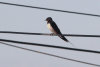 Birds on Cyprus