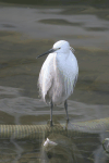 Egretta garzetta