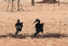 Abyssinian Ground Hornbill (Bucorvus abyssinicus)