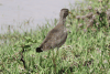 African Wattled Lapwing (Vanellus senegallus)