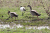 Egyptian Goose (Alopochen aegyptiaca)