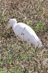 Western Cattle Egret (Bubulcus ibis ibis)