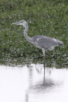 Western Grey Heron (Ardea cinerea cinerea)