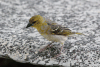 Village Weaver (Ploceus cucullatus)