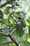 African Paradise Flycatcher (Terpsiphone viridis)