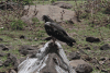 African Fish Eagle (Haliaeetus vocifer)