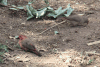 Jameson's Firefinch (Lagonosticta rhodopareia)