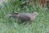 Red-eyed Dove (Streptopelia semitorquata)