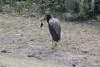 Abdim's Stork (Ciconia abdimii)