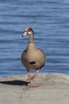 Egyptian Goose (Alopochen aegyptiaca)