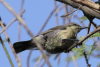 Sunbird (Nectariniidae gen.)