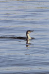 African Reed Cormorant (Microcarbo africanus africanus)