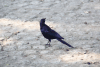 Rüppell's Starling (Lamprotornis purpuroptera)