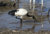 African Sacred Ibis (Threskiornis aethiopicus)