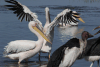 Great White Pelican (Pelecanus onocrotalus)