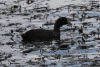 Red-knobbed Coot (Fulica cristata)