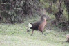 Rouget's Rail (Rougetius rougetii)