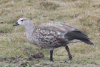 Blue-winged Goose (Cyanochen cyanoptera)