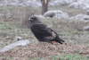 Augur Buzzard (Buteo augur)