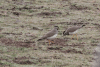 Spot-breasted Lapwing (Vanellus melanocephalus)