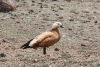 Ruddy Shelduck (Tadorna ferruginea)