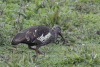 Wattled Ibis (Bostrychia carunculata)