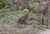 Chestnut-naped Francolin (Pternistis castaneicollis)