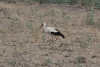 European White Stork (Ciconia ciconia ciconia)