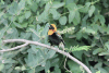 Black-winged Red Bishop (Euplectes hordeaceus)