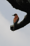 Eurasian Bee-eater (Merops apiaster)