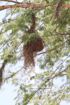 Weaver Bird Nest