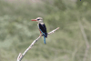 Grey-headed Kingfisher (Halcyon leucocephala)